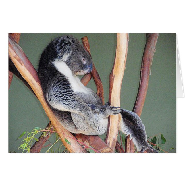 Cool Koala (Voorkant Horizontaal)