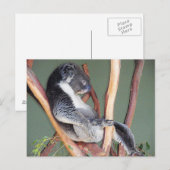 Cool Koala Briefkaart (Voorkant / Achterkant)