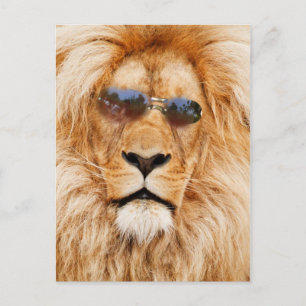Cool Lions face Briefkaart