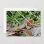 Cool Lizard Anole Briefkaart (Voorkant / Achterkant)