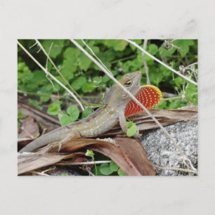 Cool Lizard Anole Briefkaart