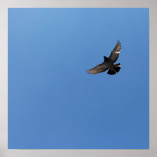 Cool Moderne vliegende vogel eenvoudig modern desi Poster