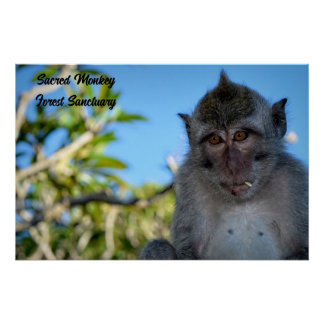 Cool Monkey Foto Perfect Poster