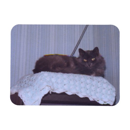 Cool Nebelung Magneet (Horizontaal)