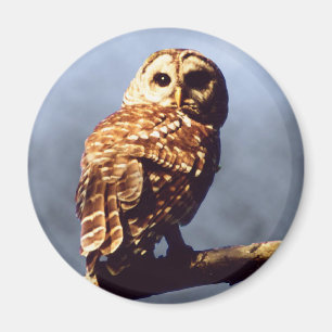 Cool Owl Magnet Magneet