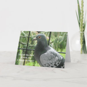 Cool Pigeon Birthday Kaart