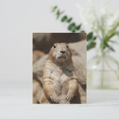 Cool Prairie Dog Briefkaart (Staand voorkant)