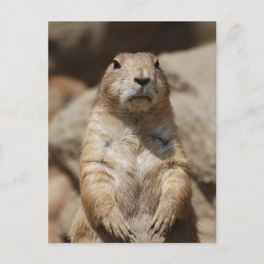 Cool Prairie Dog Briefkaart (Voorkant)