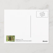 Cool Sequoia Briefkaart! Briefkaart (Achterkant)