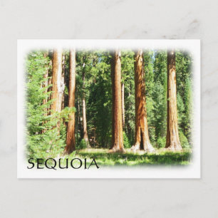 Cool Sequoia Briefkaart! Briefkaart