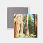 Cool Sequoia Magnet ! (Recto/Verso)