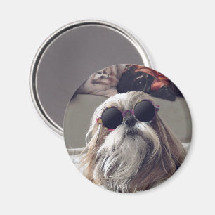 Cool Shih Tzu lange haar zonnebril Foto Magneet