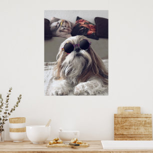 Cool Shih Tzu lange haar  zonnebril Foto Poster
