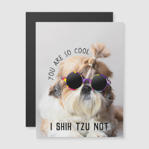 Cool Shih Tzu Niet leuk schattige zonnebril Foto