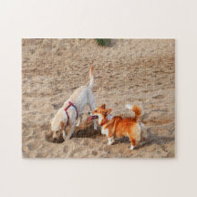 coole honden op het strand