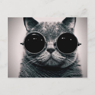 coole kat! briefkaart