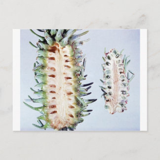 Cooley Spruce Gall Adelgid en Gall Pineus Briefkaart