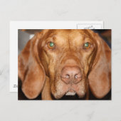 Coon Hound Briefkaart (Voorkant / Achterkant)