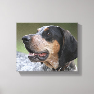 Coonhound Canvas Afdruk