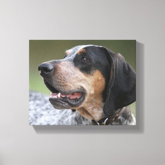 Coonhound Canvas Afdruk (Voorkant)