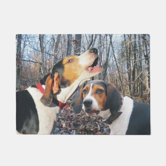 Coonhound de marcheur de Treeing dans le tapis de (Devant)