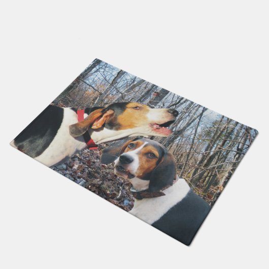 Coonhound de marcheur de Treeing dans le tapis de (Incliné)