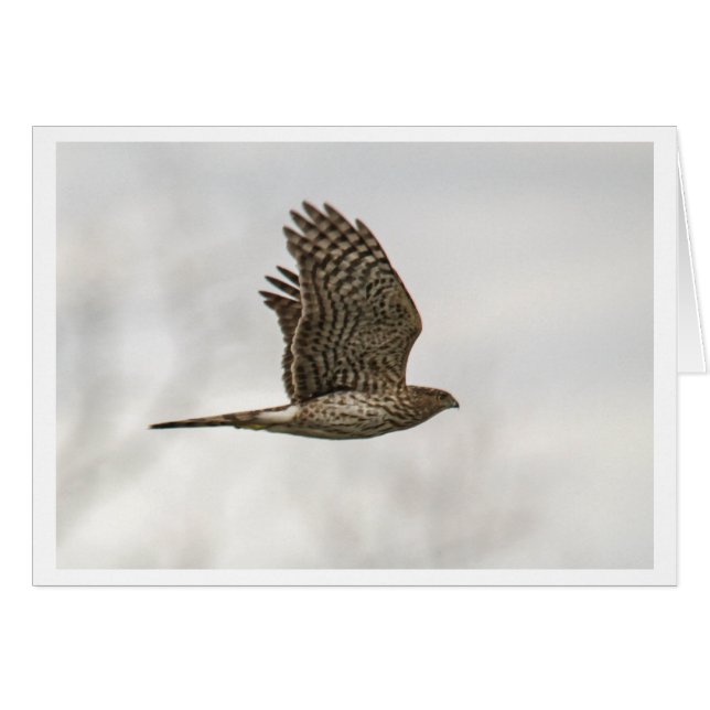 Cooper's Hawk (Voorkant Horizontaal)