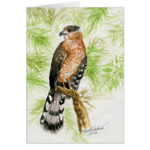 "Coopers Hawk"