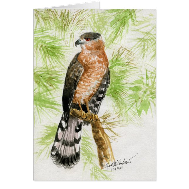 "Coopers Hawk" (Voorkant)