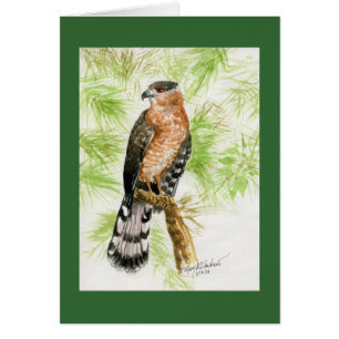 "Coopers Hawk"