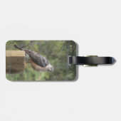 Cooper's Hawk Bagagelabel (Achterkant horizontaal)