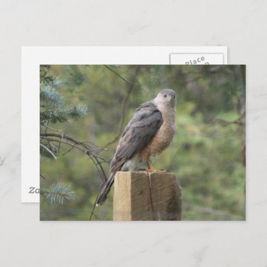 Cooper's Hawk Briefkaart (Voorkant / Achterkant)