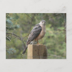 Cooper's Hawk Briefkaart
