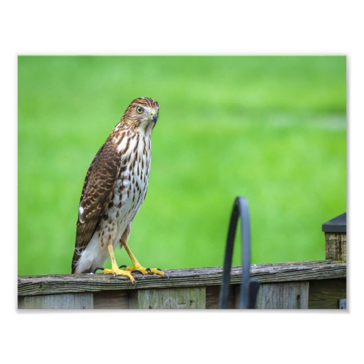 Cooper's Hawk Fotoprint 2 Foto Afdruk (Voorkant)