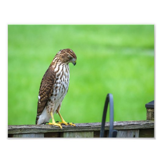 Cooper's Hawk Fotoprint 3 Foto Afdruk (Voorkant)