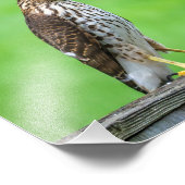 Cooper's Hawk Fotoprint 3 Foto Afdruk (Hoek)