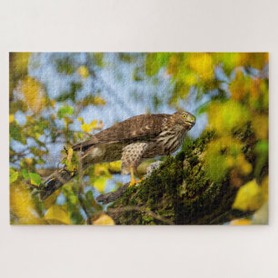 Cooper's Hawk Legpuzzel