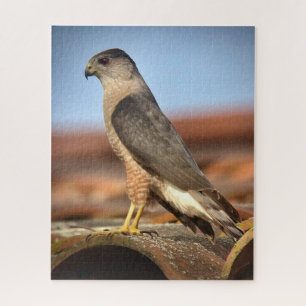Cooper's Hawk Legpuzzel