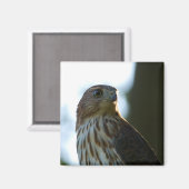 Cooper's Hawk Magneet (Voorkant / Achterkant)
