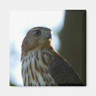 Cooper's Hawk Magneet