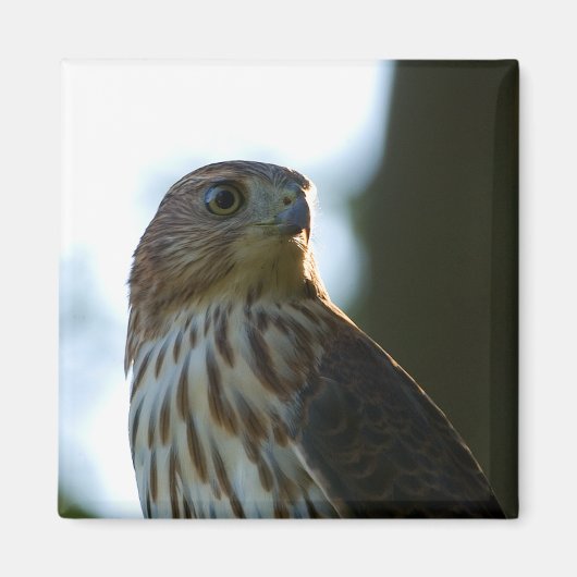 Cooper's Hawk Magneet (Voorkant)