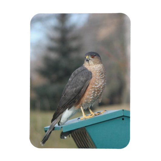Coopers Hawk Magneet (Verticaal)
