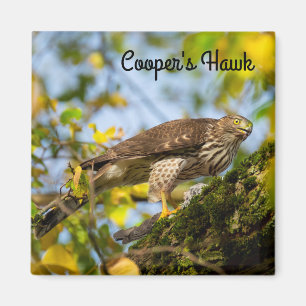 Cooper's hawk magneet