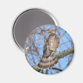 Cooper's Hawk magnet Magneet (Voorkant / Achterkant)
