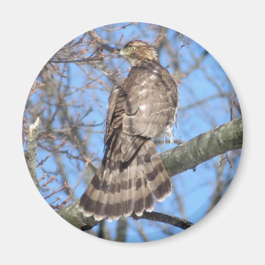 Cooper's Hawk magnet Magneet (Voorkant)