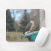 Coopers Hawk Muismat (Met muis)