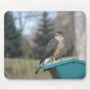 Coopers Hawk Muismat