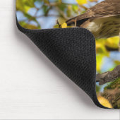 Cooper's hawk muismat (Hoek)