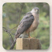 Cooper's Hawk Onderzetter (Voorkant)