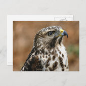 Cooper's Hawk Photo Briefkaart (Voorkant / Achterkant)